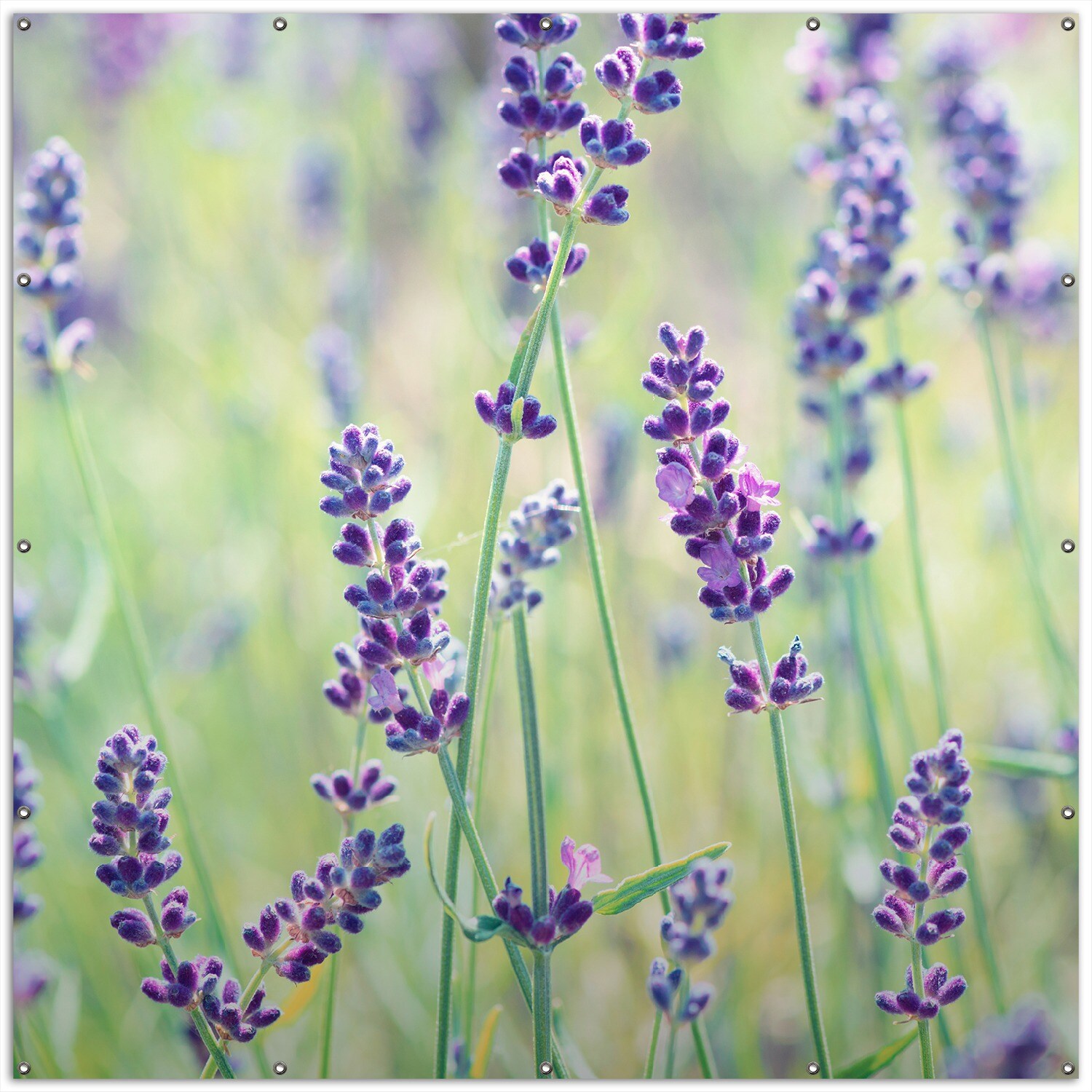 Gartenposter ca. 60 x 90 cm Lila Blumenfreude - Violette Pflanzen auf der Wiese