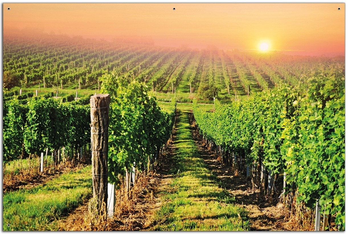 Wallario Gartenposter ca. 80 x 120 cm Weinberg mit untergehender Sonne 
