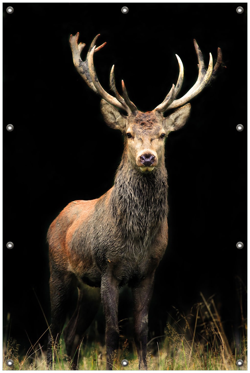 Wallario Gartenposter ca. 100 x 150 cm Stattlicher Rothirsch 