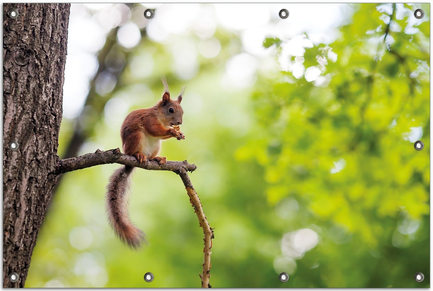 Wallario Gartenposter ca. 80 x 120 cm Eichh&ouml;rnchen auf einem Ast 