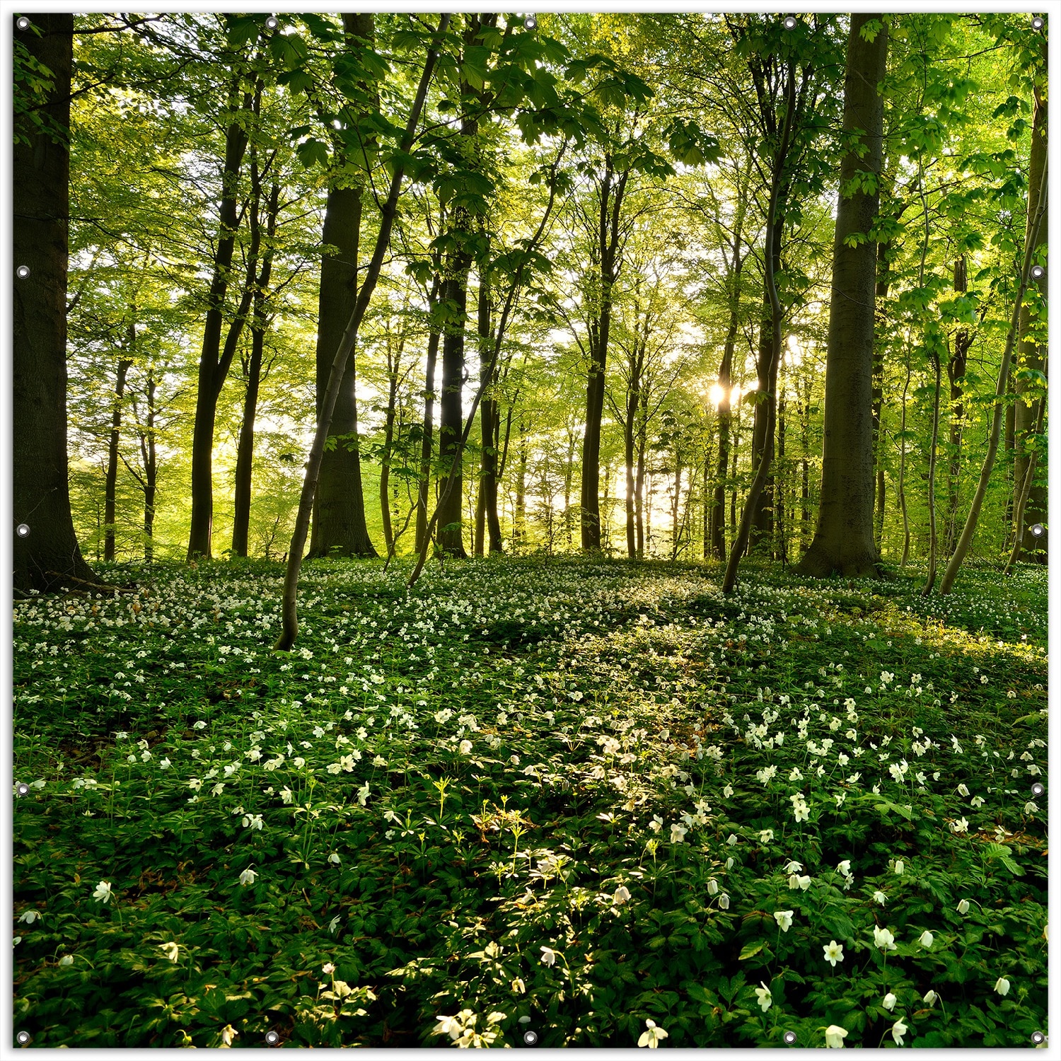 Wallario Gartenposter ca. 180 x 180cm, 2-teilig Waldanemonen und Sonnenstrahlen im Wald 