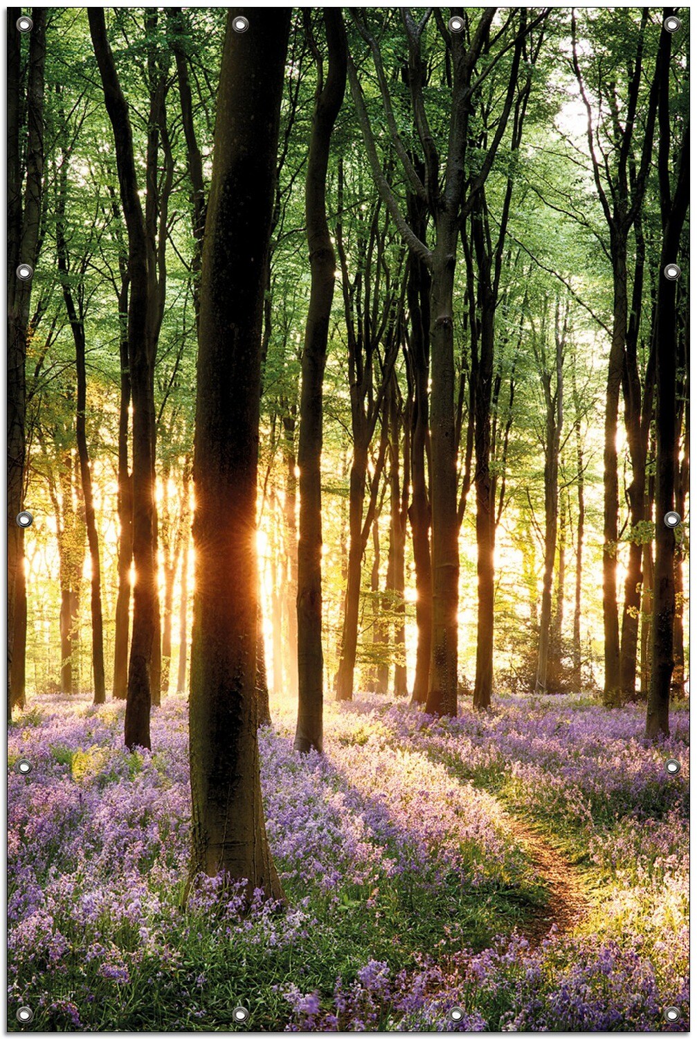 Gartenposter ca. 60 x 90 cm Blaue Hasenglöckchen im Wald mit Sonnenstrahlen