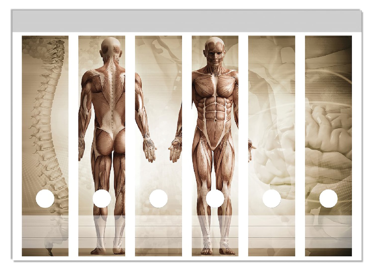 Wallario Ordnerr&uuml;cken Sticker 6 St&uuml;ck Anatomie Mensch I 