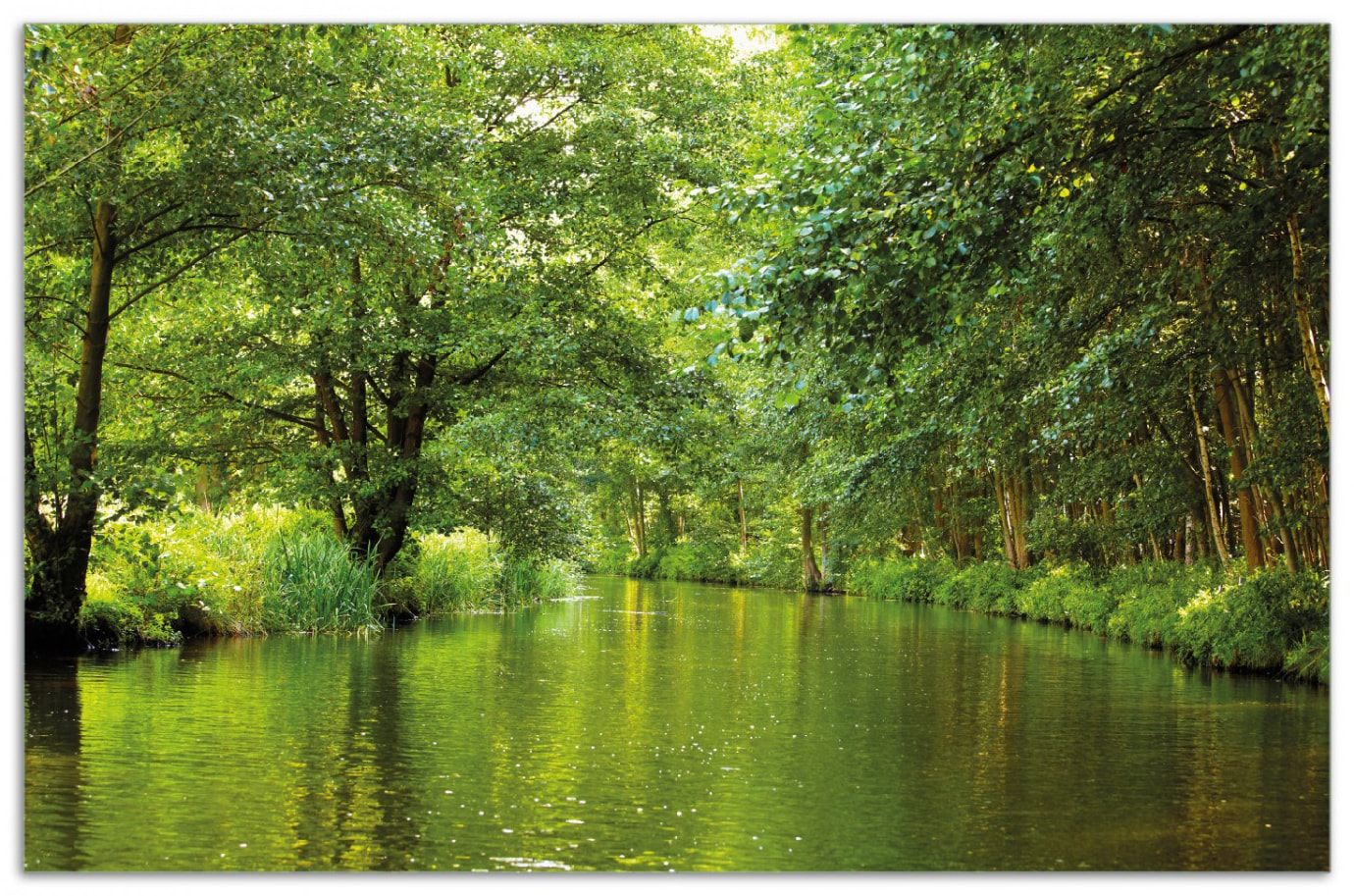 Wallario Herdabdeckplatte 80 x 52 cm (BxH), 1-teilig Spreewald in Brandenburg  gr&uuml;ne W&auml;lder und Spiegelungen im Wasser 