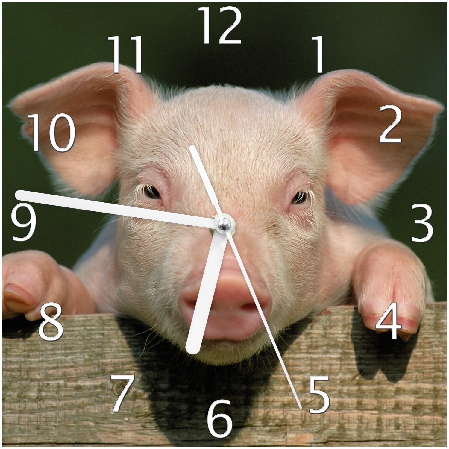 Wallario Uhr 30 x 30 cm, wei&szlig;e Zeiger S&uuml;&szlig;es Ferkel auf dem Bauernhof in Nahaufnahme 