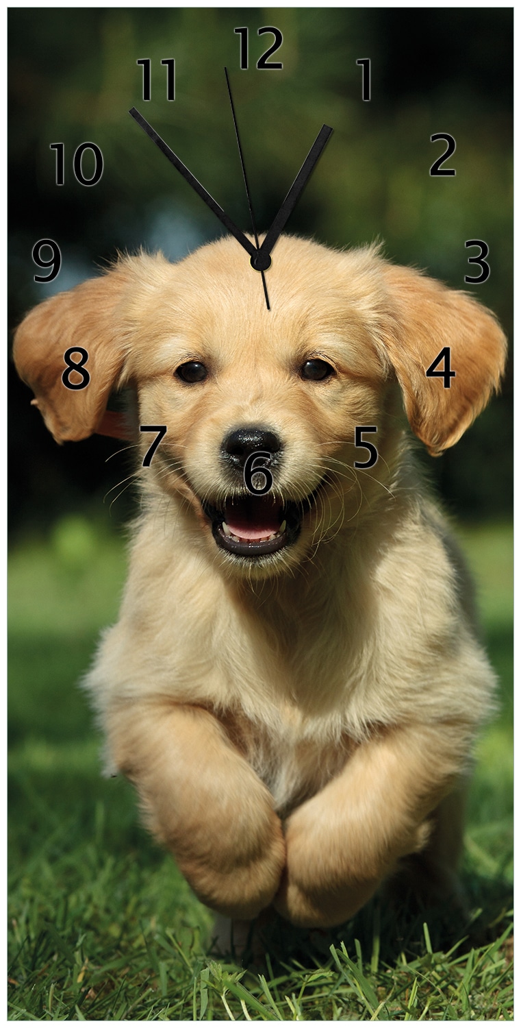Wallario Uhr 20 x 20 cm, wei&szlig;e Zeiger S&uuml;&szlig;er Hund - Golden Retriever 