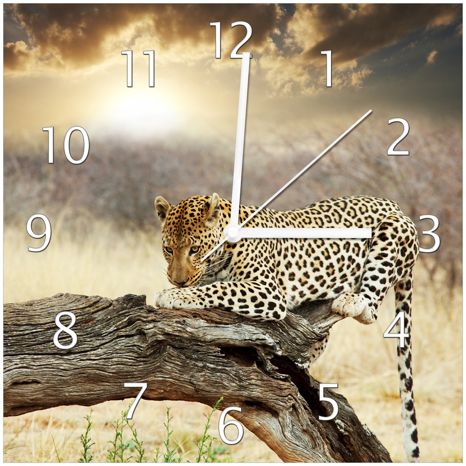 Wallario Uhr 30 x 60 cm, schwarze Zeiger Leopard auf Baumstamm in Afrika 