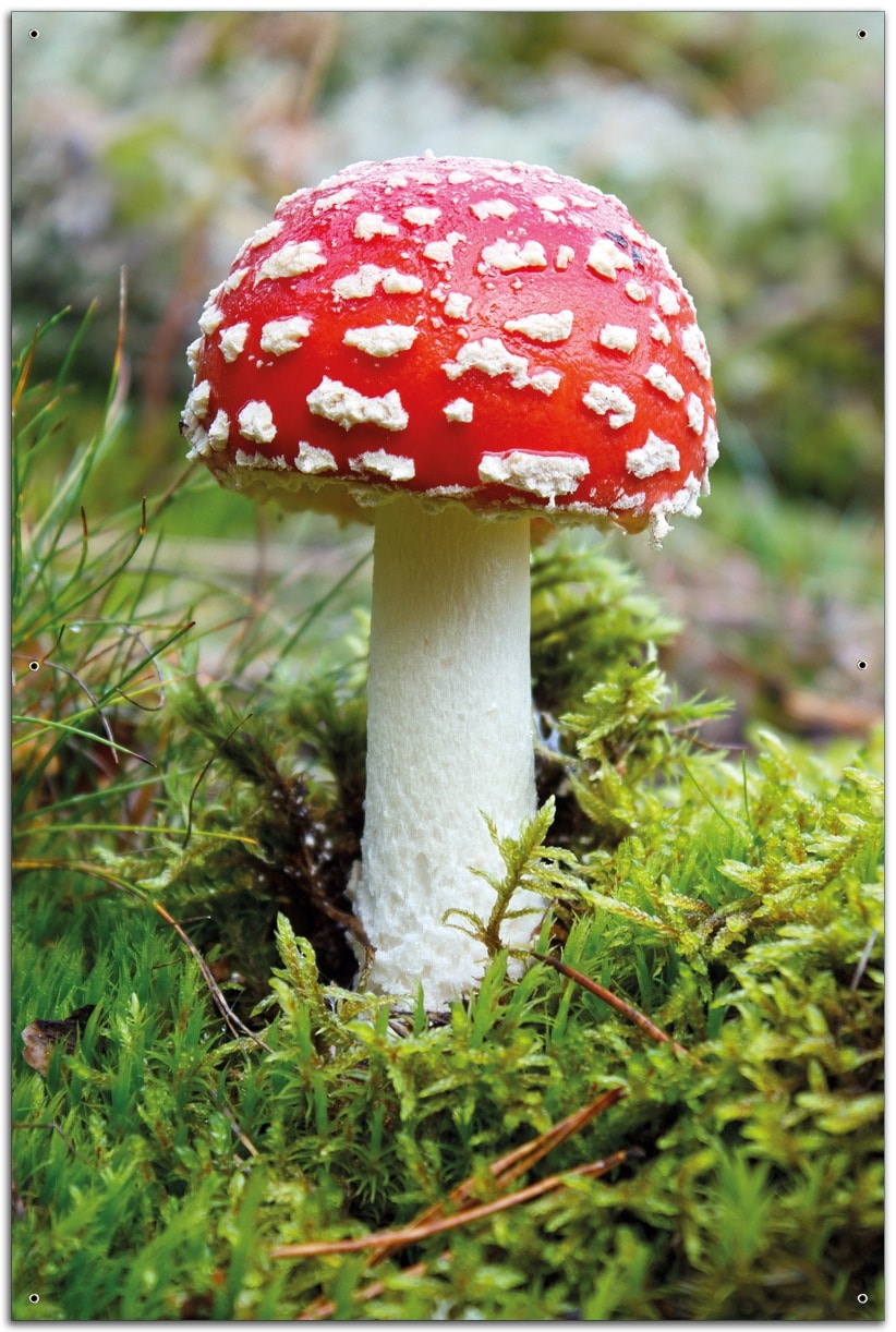 Wallario Gartenposter Rund, 60 cm Durchmesser Fliegenpilz im Wald 