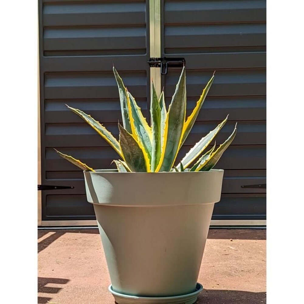 RIVIERA SOLEILLA runder Blumenkasten - Kunststoff - Durchmesser 50 cm - Tongrün
