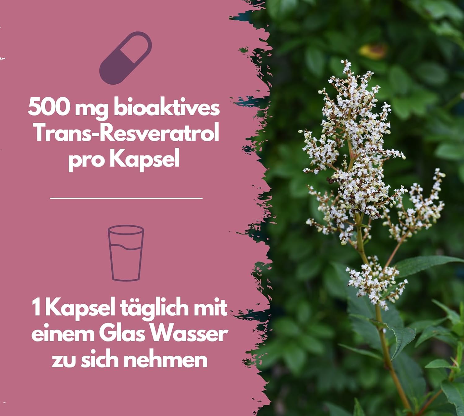 EXVital&reg; Resveratrol Kapseln, hochdosiert, 120 Kapseln 